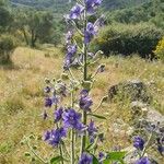 Delphinium staphisagria Цвят