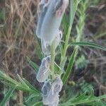 Crotalaria juncea 果実