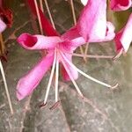 Clerodendrum bungei Blüte
