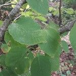 Betula papyrifera पत्ता