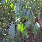 Ficus virgata Лист