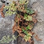 Asplenium ruta-muraria आदत