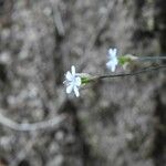 Petrorhagia saxifraga 花