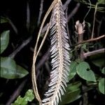 Tabebuia heterophylla Fruit