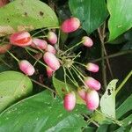 Rourea coccinea Fruit
