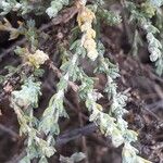 Artemisia herba-alba برگ