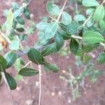 Commiphora glandulosa Blatt