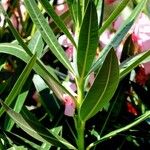 Nerium oleander Leaf