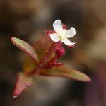 Gayophytum humile 花