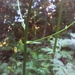 Physospermum cornubiense Bark