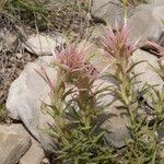 Castilleja sessiliflora आदत