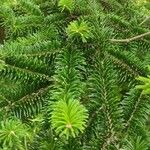 Abies homolepis 叶