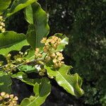 Syzygium koumacense Habit