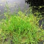 Glyceria declinata Beste bat