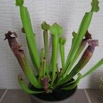 Sarracenia leucophylla 葉