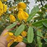 Senna multijuga Hoja