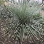 Dasylirion texanum Leaf