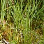 Carex chordorrhiza 形態