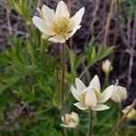 Anemone multifida ফুল