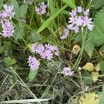 Allium unifolium Blüte