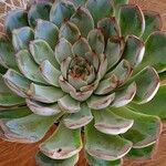 Dudleya pulverulenta Leaf