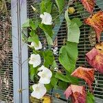 Calystegia silvatica 形态