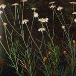 Argyranthemum gracile ശീലം