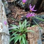 Primula pauciflora List