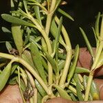 Sesuvium portulacastrum बार्क (छाल)