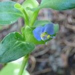 Commelina benghalensis Floare