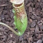 Nepenthes alata Leaf
