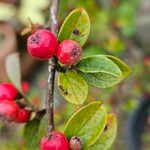 Cotoneaster integerrimus Gyümölcs