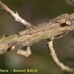 Adenocarpus decorticans Bark