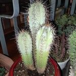 Pilosocereus pachycladus ഇല