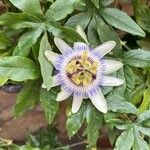 Passiflora caeruleaFlower