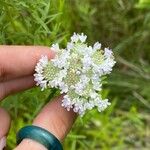 Pycnanthemum tenuifoliumFlower