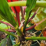 Anthurium cubense Plante entière