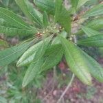 Myrica californica Blatt