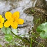 Ranunculus thora Blad