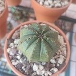 Euphorbia obesa Leaf