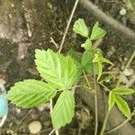 Rubus flagellaris 葉