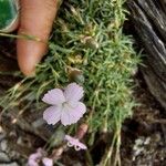 Dianthus subacaulis Blüte