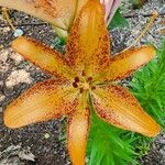 Lilium maculatum Fleur