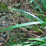 Carex sylvatica Blatt