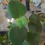 Peperomia polybotrya Levél