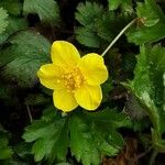 Waldsteinia ternata Çiçek