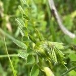 Vicia hybrida 葉