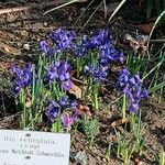 Iris reticulata Habit