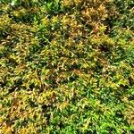 Syzygium myrtifolium Hoja