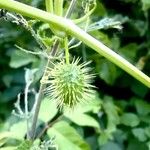 Echinocystis lobata Fruit